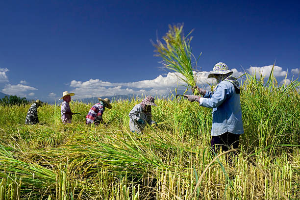 tani padi Traditional rice harvesting of Thailand farmer. Working in rice field against strong sunlight